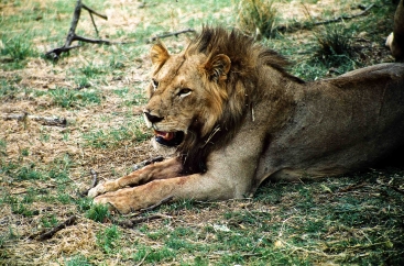 Löwe im Ngorongoro Schutzgebiet, Tansania